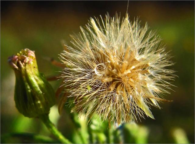 sm 784.jpg - Asthma Weed ( Conyza floribunda): Originally from South America, each individual flower is about 1/8" across & 1/4" long.